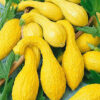 کدو زرد مزرعه ارگانیک