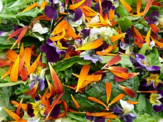 گل بنفشه خوراکی در سالاد مزرعه ارگانیک